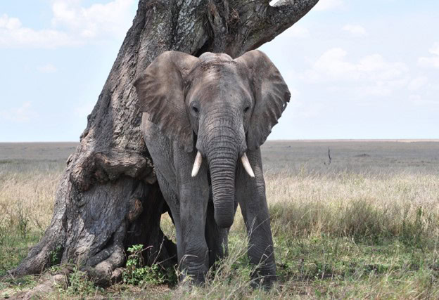 Elephant in Serengeti National Park, Tanzania